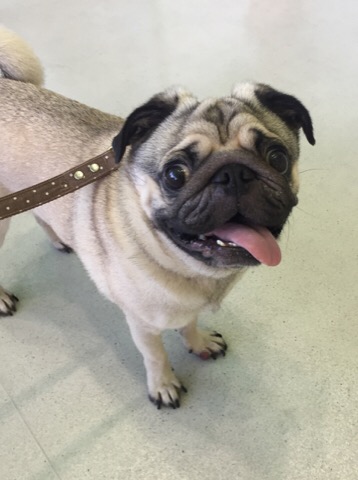 f:id:pughug:20170724183011j:plain f:id:pughug:20170724183011j:plain