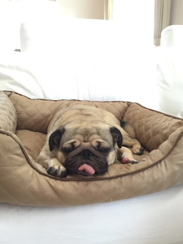 f:id:pughug:20170818185537j:plain f:id:pughug:20170818185537j:plain
