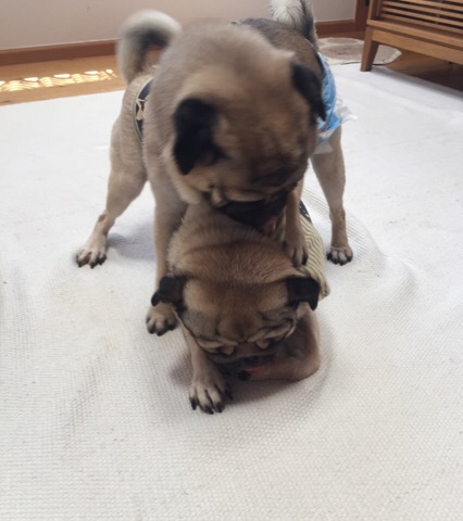 f:id:pughug:20170818190245j:plain f:id:pughug:20170818190245j:plain
