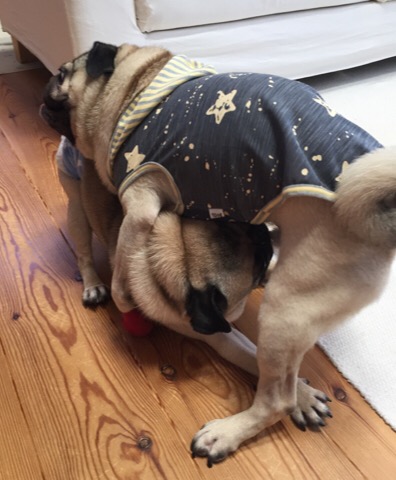 f:id:pughug:20170818190350j:plain f:id:pughug:20170818190350j:plain
