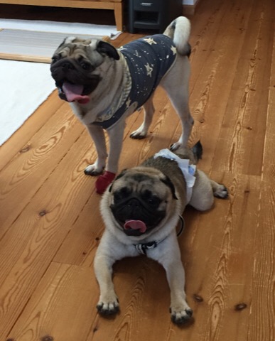 f:id:pughug:20170818190450j:plain f:id:pughug:20170818190450j:plain