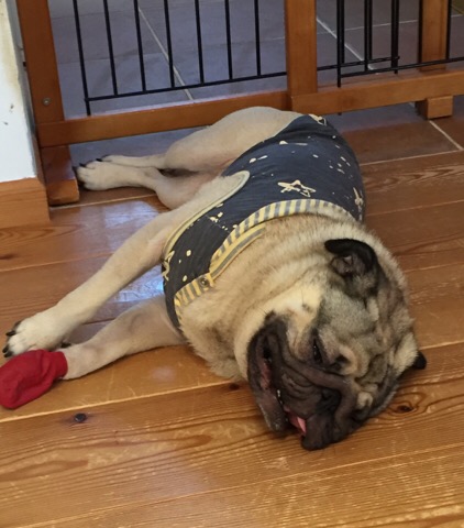 f:id:pughug:20170818190541j:plain f:id:pughug:20170818190541j:plain