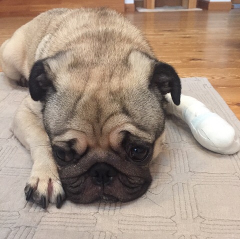 f:id:pughug:20170819124911j:plain f:id:pughug:20170819124911j:plain