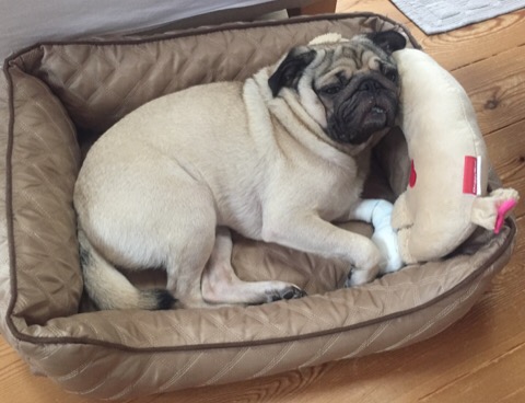 f:id:pughug:20170819125336j:plain f:id:pughug:20170819125336j:plain