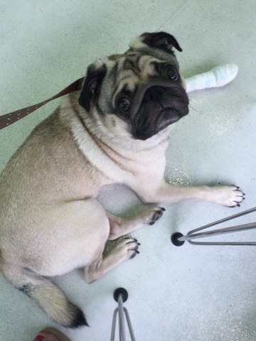 f:id:pughug:20170819130054j:plain f:id:pughug:20170819130054j:plain