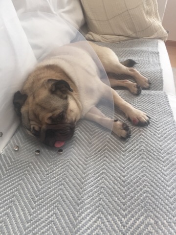 f:id:pughug:20170819130805j:plain f:id:pughug:20170819130805j:plain