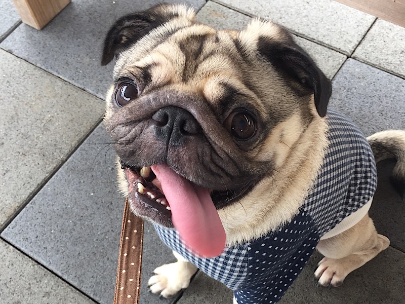 f:id:pughug:20171012140616j:plain f:id:pughug:20171012140616j:plain