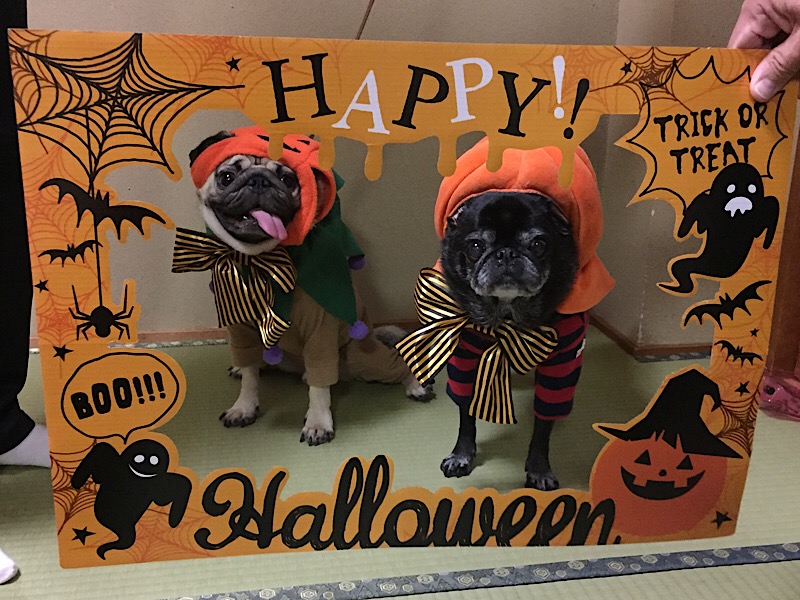 f:id:pughug:20171012190715j:plain f:id:pughug:20171012190715j:plain
