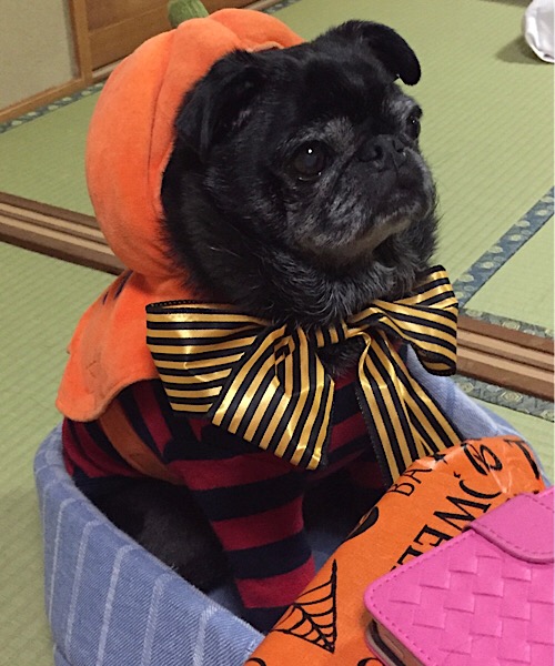 f:id:pughug:20171012191246j:plain f:id:pughug:20171012191246j:plain