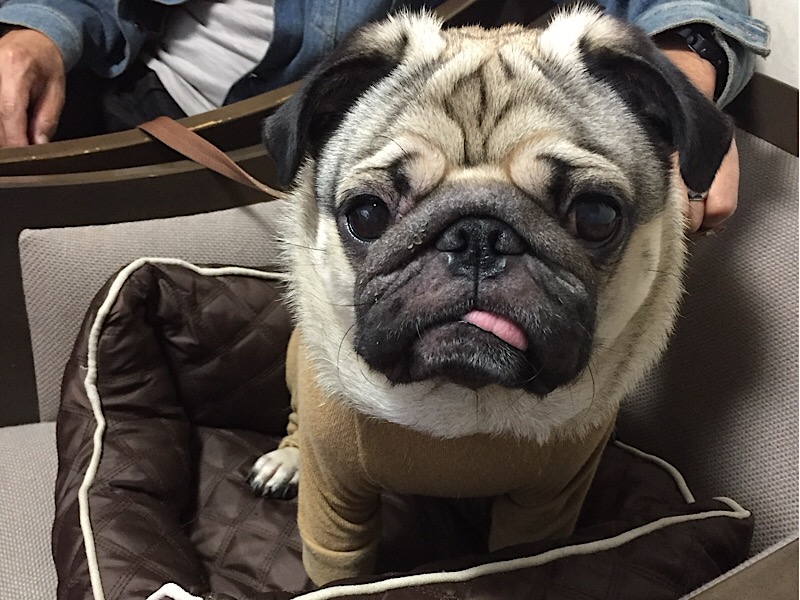 f:id:pughug:20171013154042j:plain f:id:pughug:20171013154042j:plain
