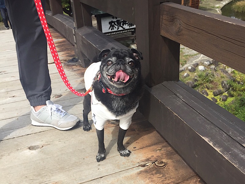 f:id:pughug:20171013172014j:plain f:id:pughug:20171013172014j:plain