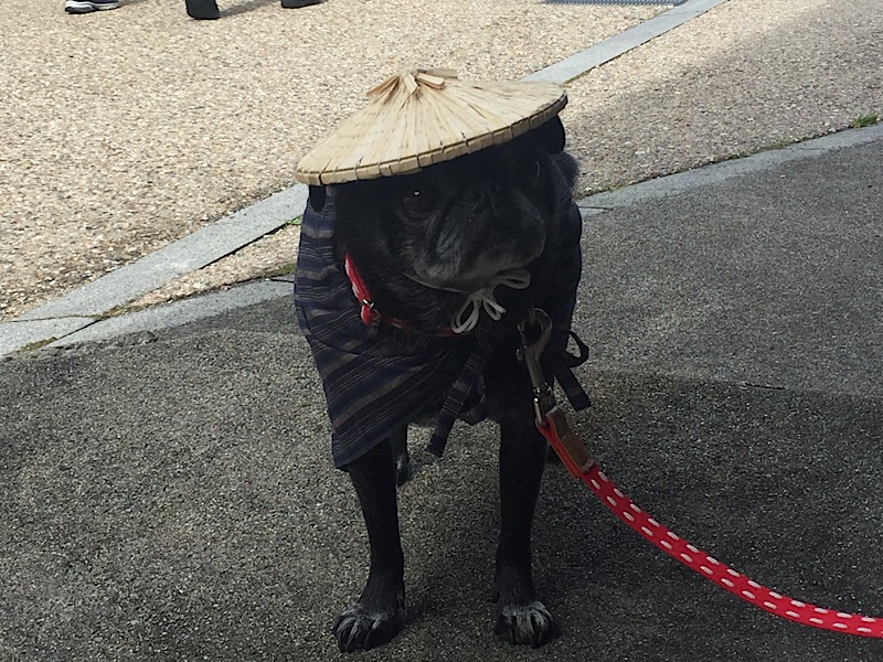 f:id:pughug:20171013172636j:plain f:id:pughug:20171013172636j:plain