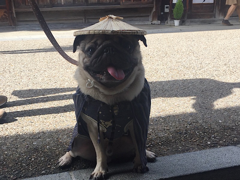 f:id:pughug:20171013172723j:plain f:id:pughug:20171013172723j:plain