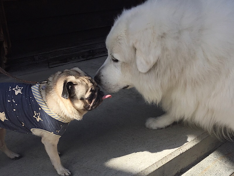 f:id:pughug:20171013174608j:plain f:id:pughug:20171013174608j:plain