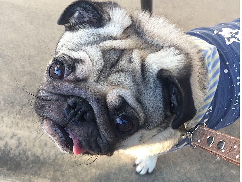 f:id:pughug:20171013174845j:plain f:id:pughug:20171013174845j:plain