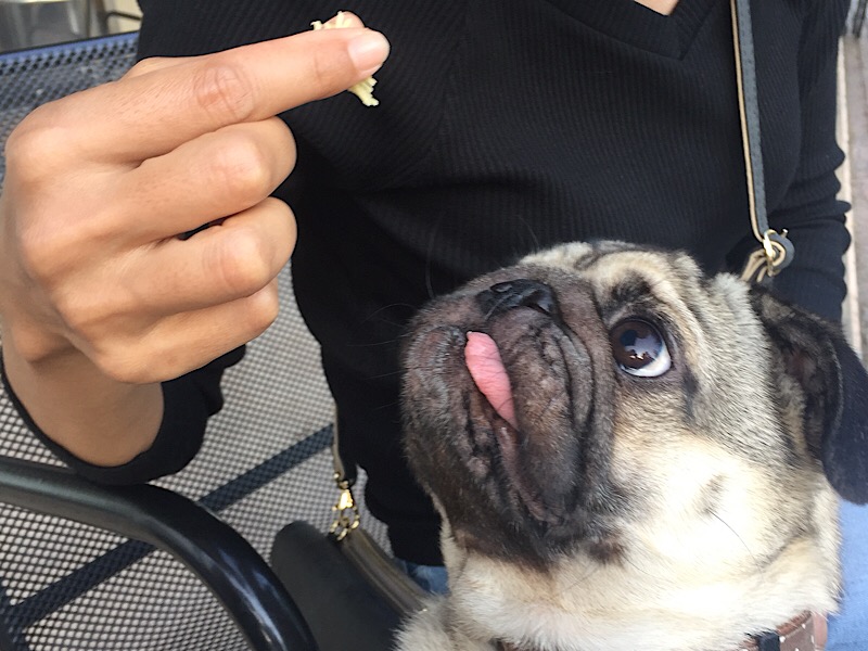 f:id:pughug:20171013182614j:plain f:id:pughug:20171013182614j:plain