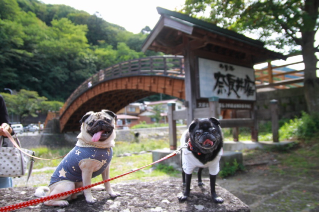 f:id:pughug:20171013183138j:plain f:id:pughug:20171013183138j:plain