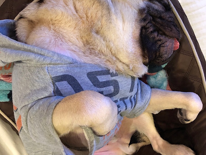 f:id:pughug:20171231210639j:plain f:id:pughug:20171231210639j:plain