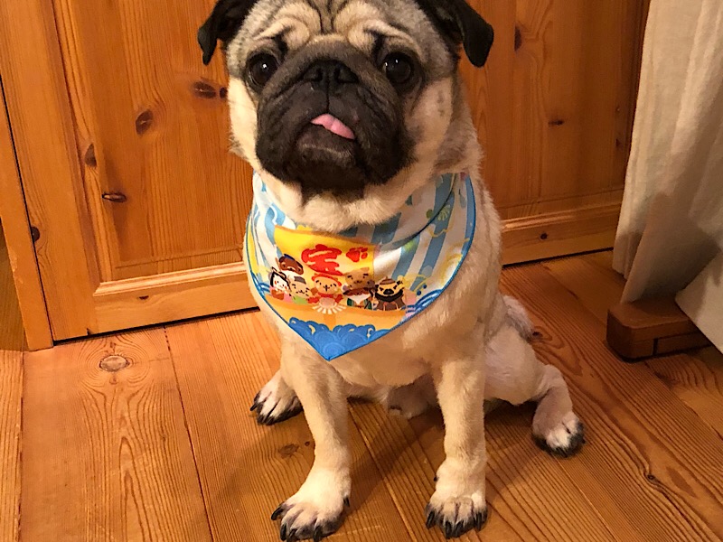 f:id:pughug:20171231211410j:plain f:id:pughug:20171231211410j:plain