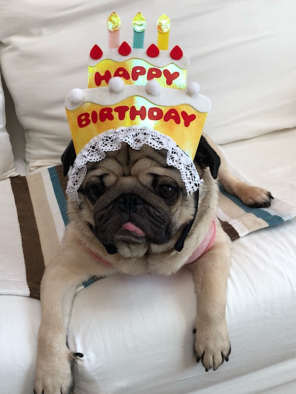f:id:pughug:20180402190842j:plain f:id:pughug:20180402190842j:plain