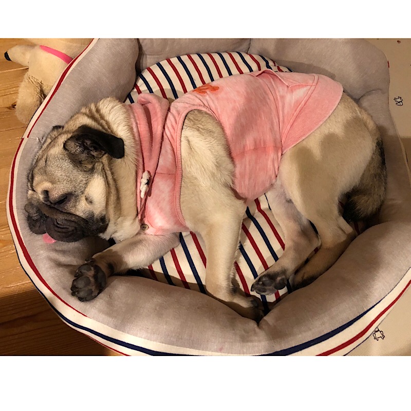 f:id:pughug:20180402195927j:plain f:id:pughug:20180402195927j:plain