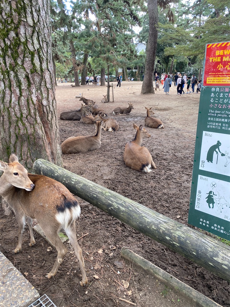 f:id:puichan00:20251103093705j:image