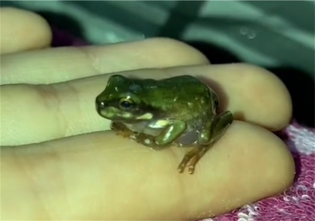 f:id:puipuigaeru:20230619100027p:image