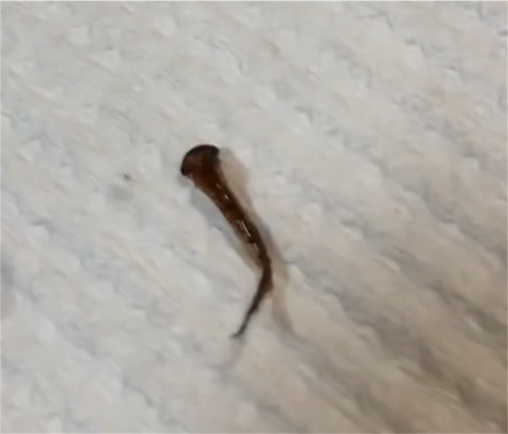 f:id:puipuigaeru:20230619100048p:image