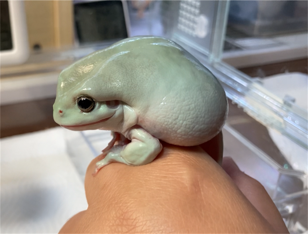 f:id:puipuigaeru:20230619100116p:image