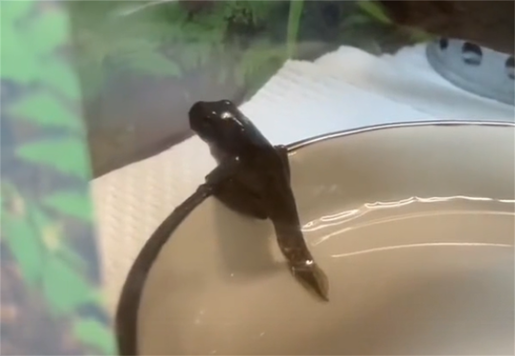 f:id:puipuigaeru:20230619100906p:image