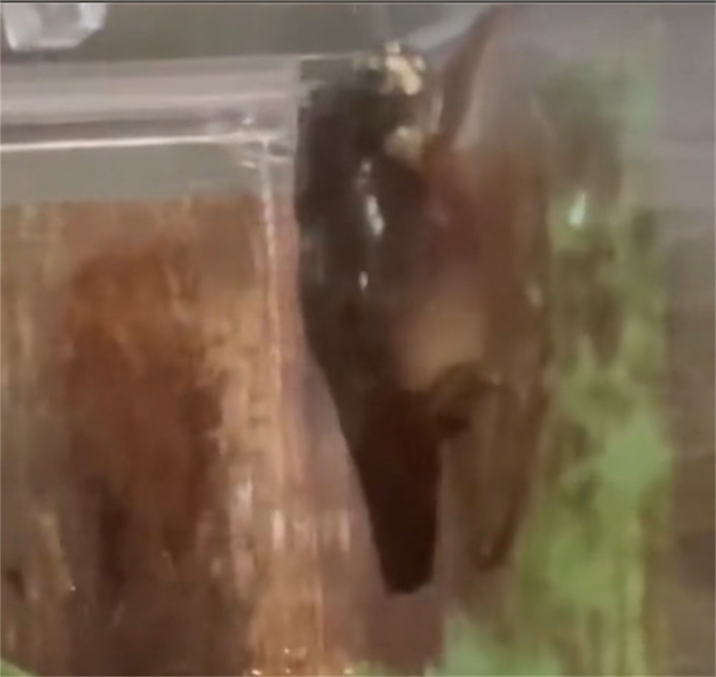 f:id:puipuigaeru:20230619100930p:image