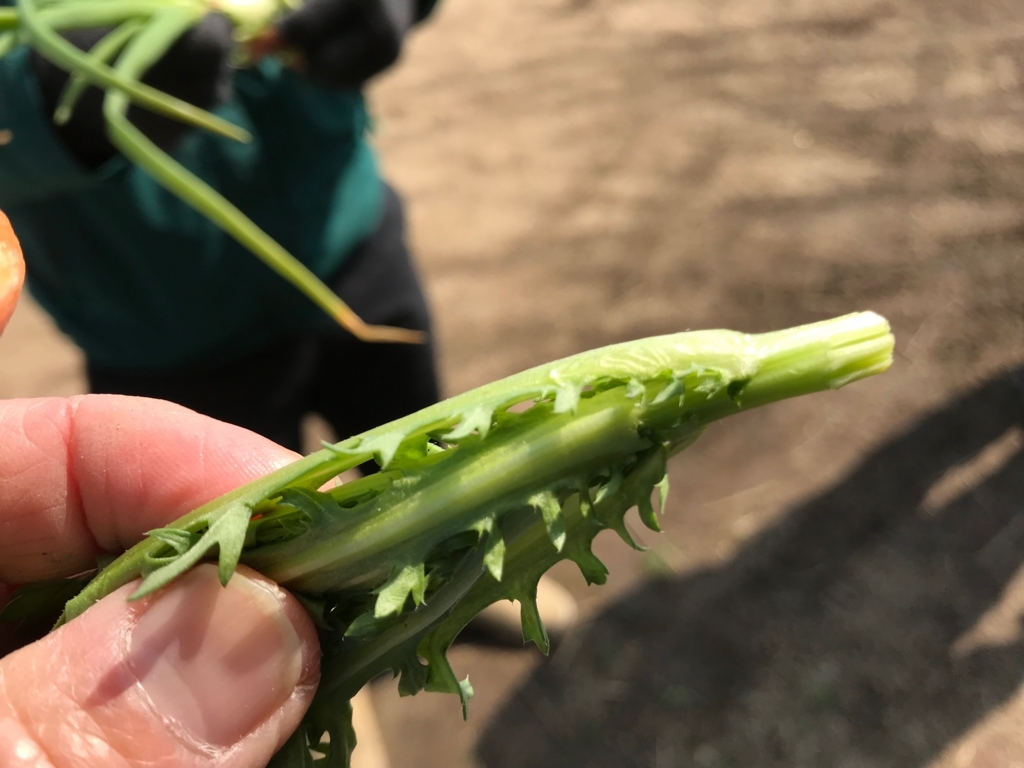 f:id:pukapuka-pan:20180311104400j:plain f:id:pukapuka-pan:20180311104400j:plain