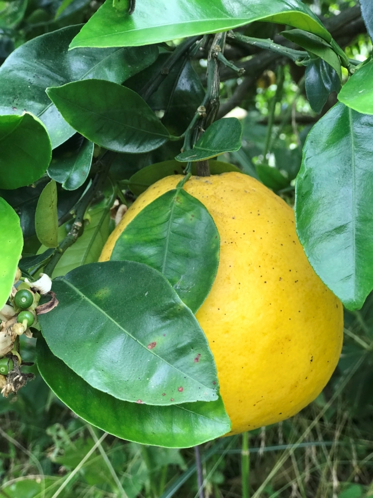 f:id:pukapuka-pan:20180521120641j:plain f:id:pukapuka-pan:20180521120641j:plain