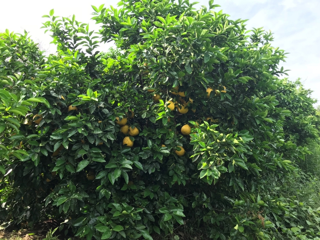f:id:pukapuka-pan:20180521203333j:plain f:id:pukapuka-pan:20180521203333j:plain