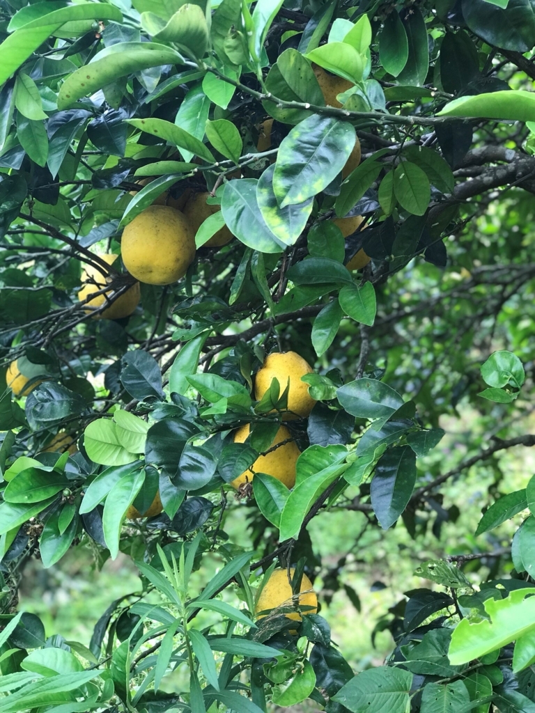 f:id:pukapuka-pan:20180521203721j:plain f:id:pukapuka-pan:20180521203721j:plain