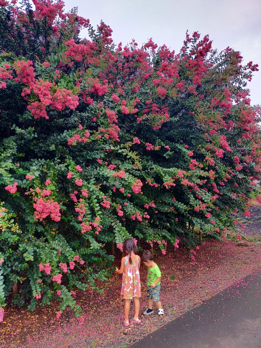 f:id:pukkachang:20200928162316j:plain f:id:pukkachang:20200928162316j:plain