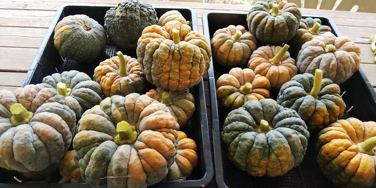 f:id:puko3:20210604163850j:plain