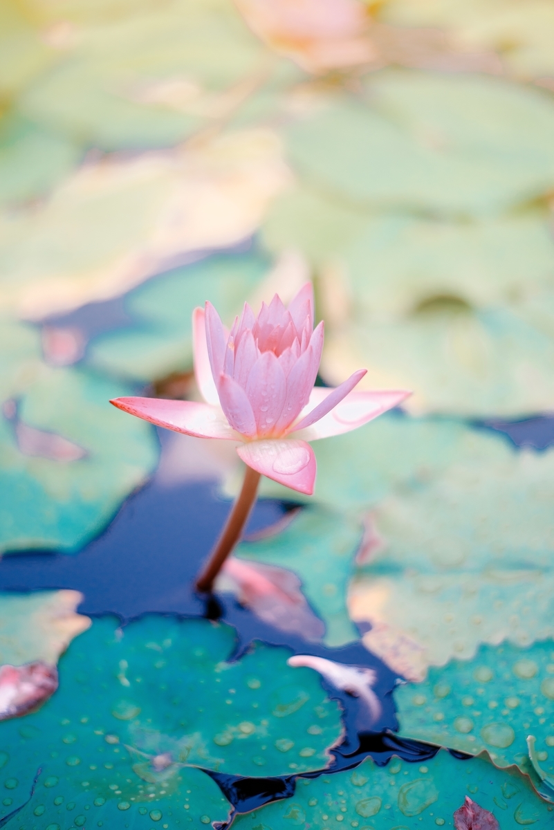 f:id:pukudenden:20190920231656j:plain