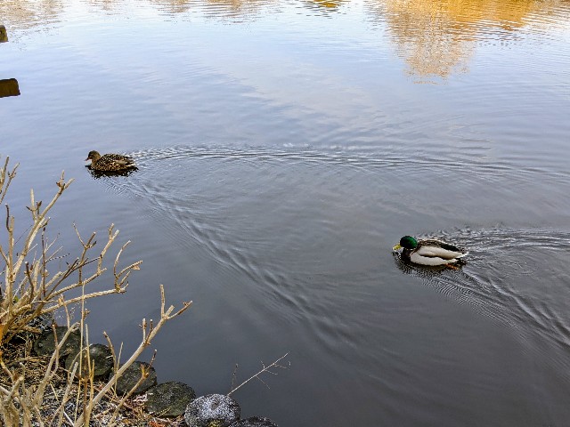 f:id:pukupan:20220213084859j:image