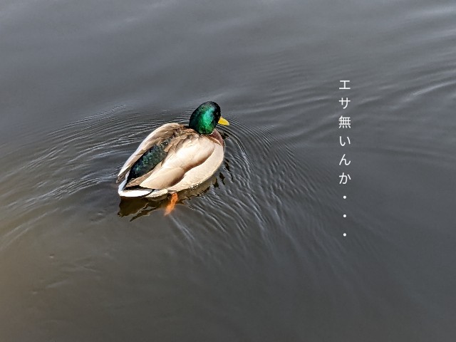 f:id:pukupan:20220213085249j:image