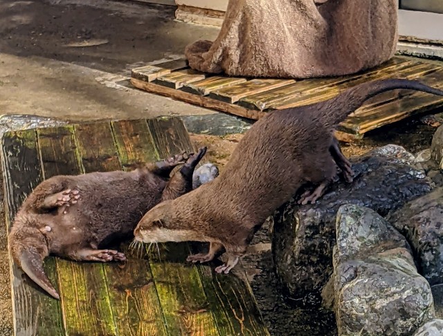 f:id:pukupan:20220213085606j:image