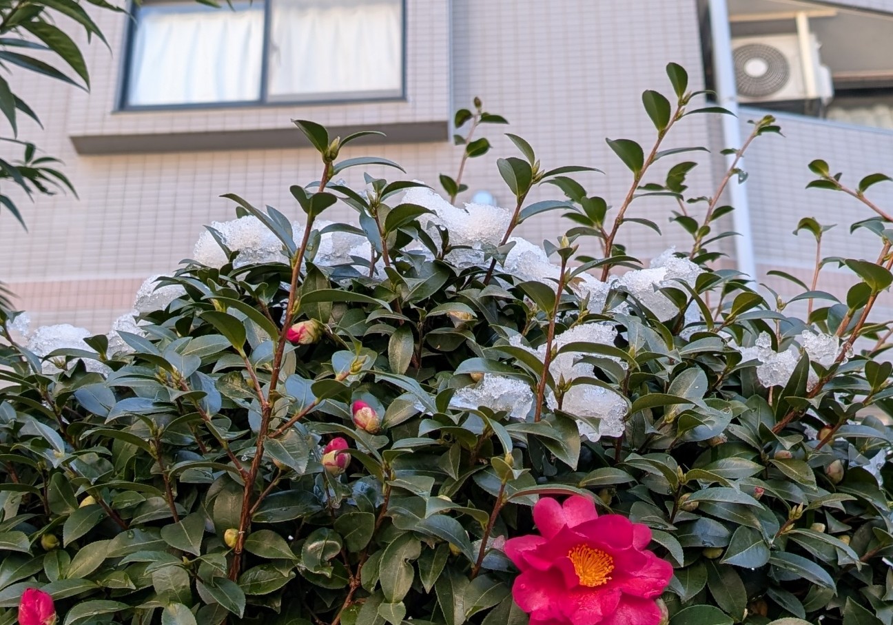 f:id:pukupan:20260103161937j:image