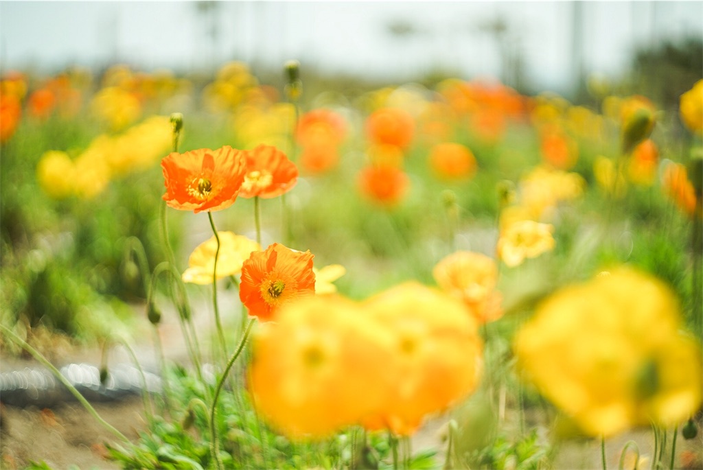 33【限定品】Art Photo Group 限定　ヘリオス44-2 Helios-44-2 Exclusive f2/58 M42 Portrait + Adapter Arri PL-mount