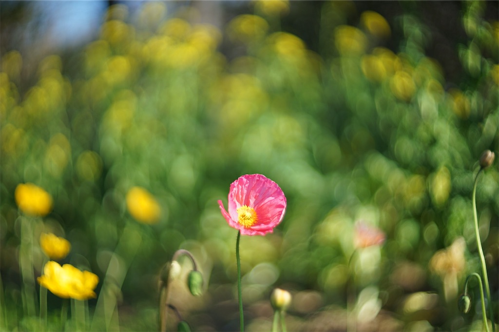 f:id:pulsar7:20190106083731j:plain f:id:pulsar7:20190106083731j:plain