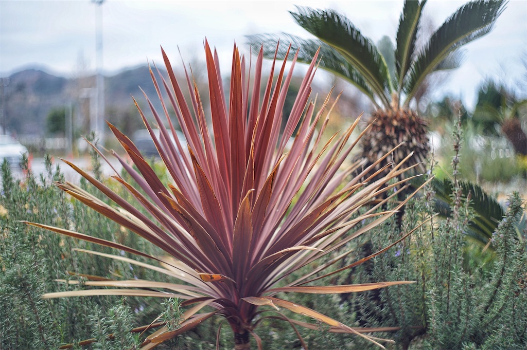 f:id:pulsar7:20190106083737j:plain f:id:pulsar7:20190106083737j:plain