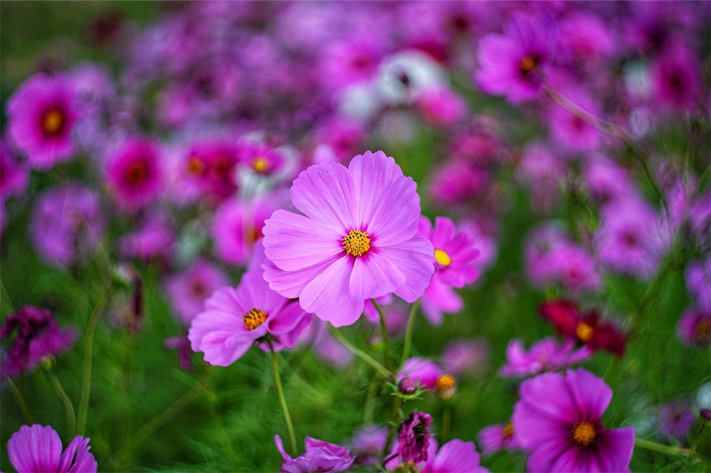 f:id:pulsar7:20190106083745j:plain f:id:pulsar7:20190106083745j:plain