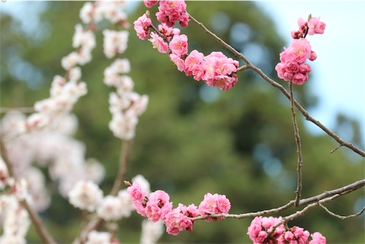 f:id:pumico:20190501203648j:image f:id:pumico:20190501203648j:image