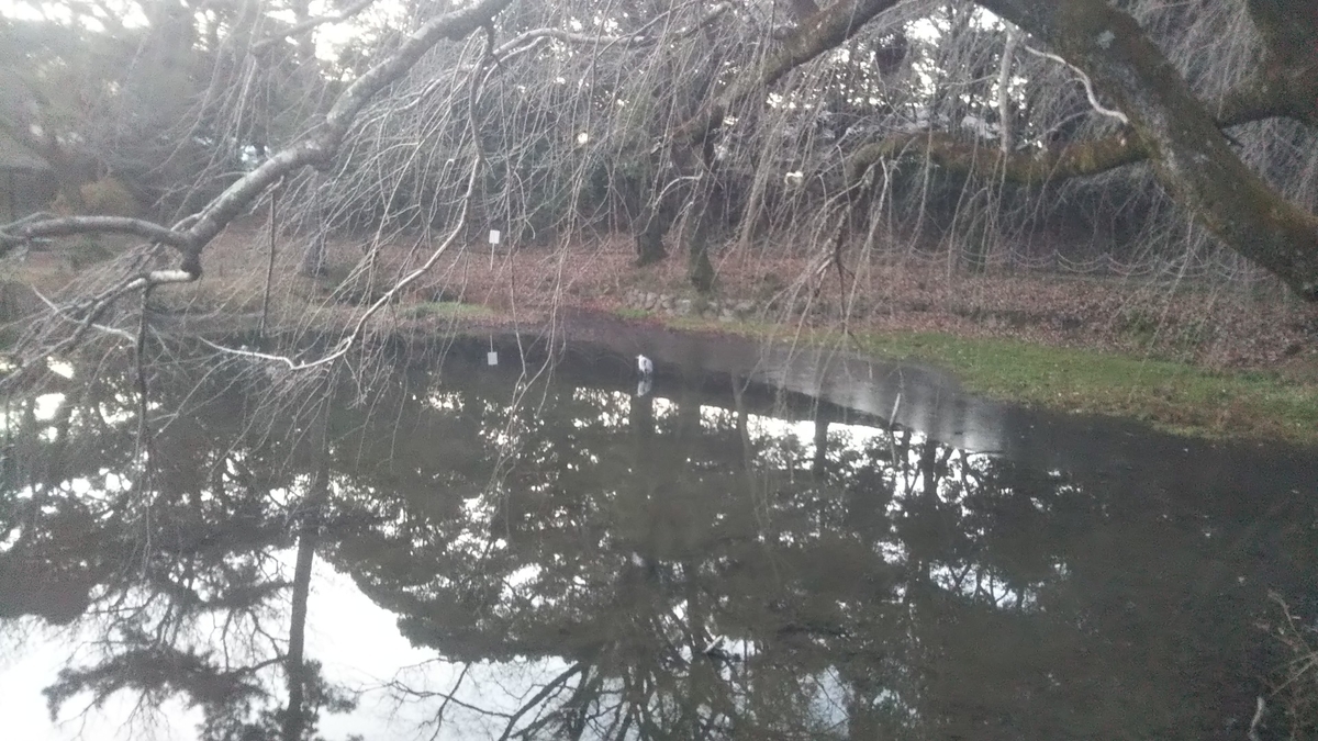 f:id:pumpkin3468:20220110134035j:plain