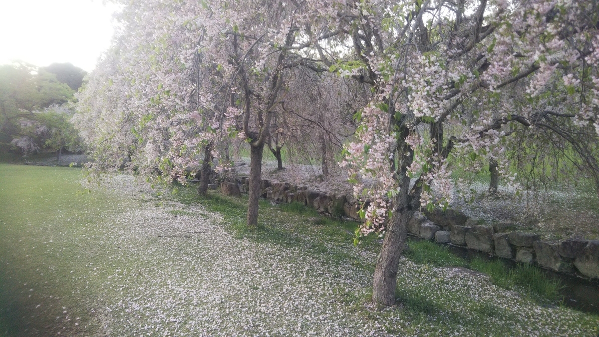 f:id:pumpkin3468:20220416091002j:plain