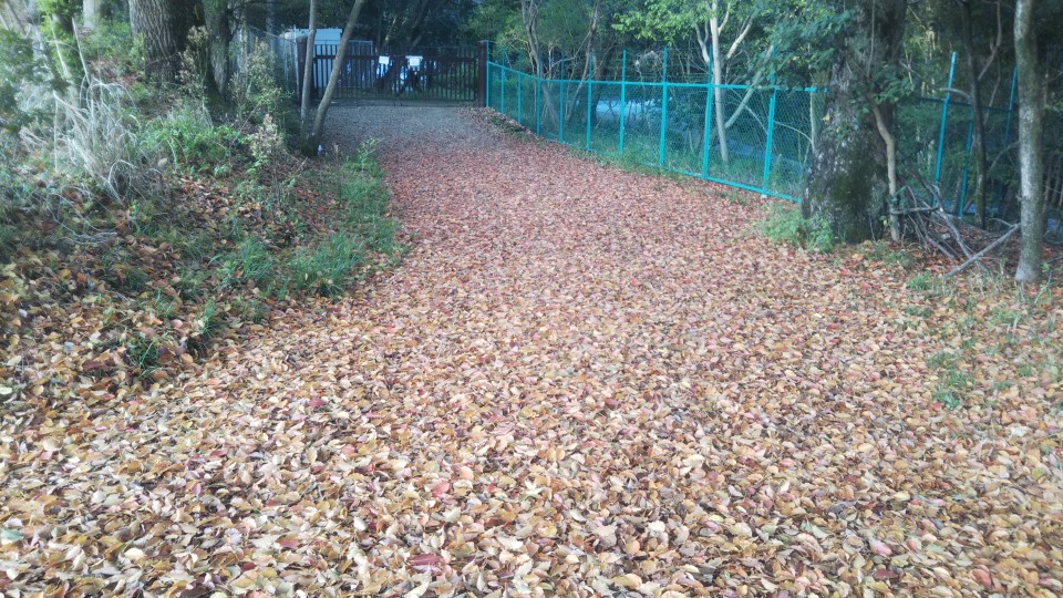 f:id:pumpkin3468:20220416091050j:plain